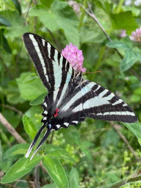 zebra swallowtail butterfly on red clover zebra swallowtail butterfly on red clover