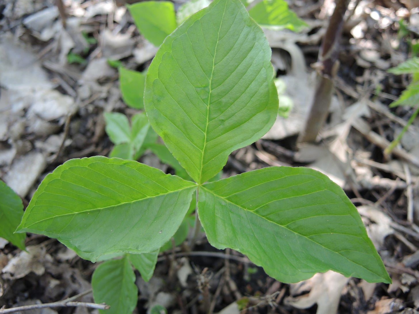 Jack in the Pulpit (Arisaema triphyllum) Leaf
