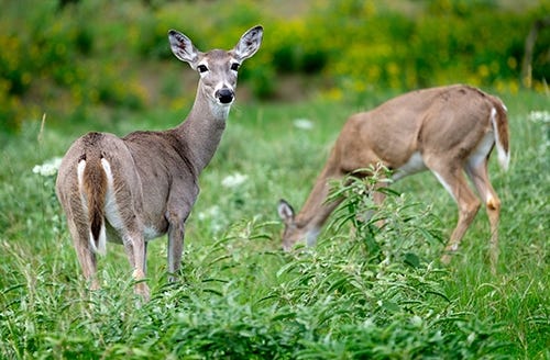 White-tailed Deer | EEK WI White-tailed Deer | EEK WI