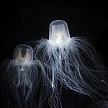 Surviving Healthcare