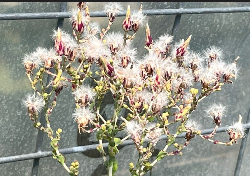 Seed head of a lettuce plant showing the dandelion like tufts