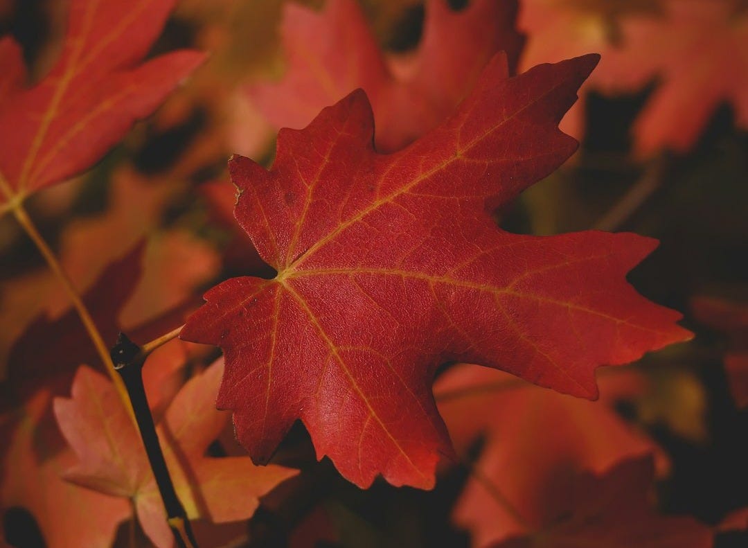 red maple leaf in close up photography