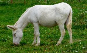 Jesus rode a white donkey into Jerusalem on Palm Sunday in fulfillment of Old Testament prophecy.