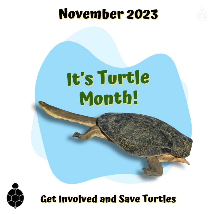 1 million turtles - turtle month 2023 1 million turtles - turtle month 2023