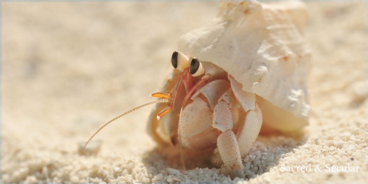 A close-up photograph of a hermit crab resting in a pale shell on a sandy beach. The image symbolises growth, change, and the need for a larger space as life develops.
