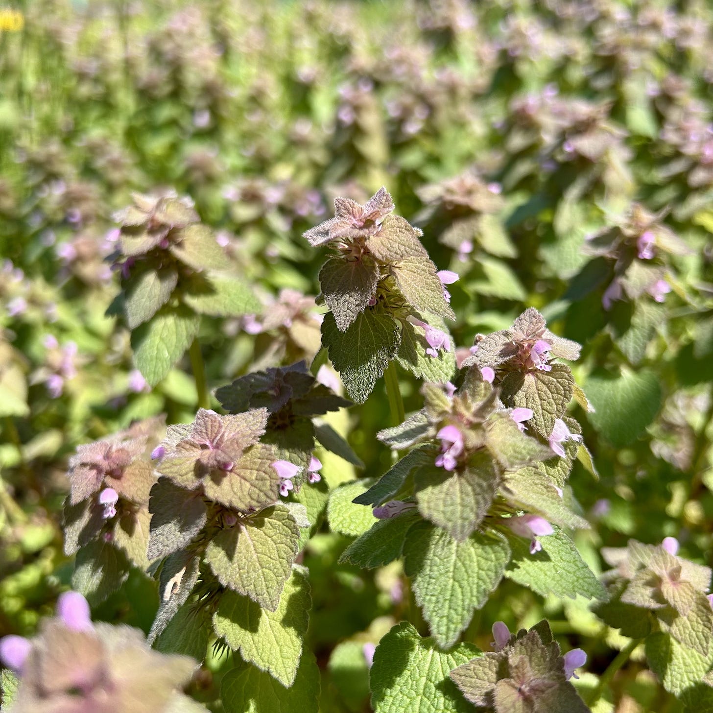 The left image shows a patch of henbit plnats with lilac-colored flowers. The right image shows an endless cluster of purple deadnettle, which is beginning to bloom with tiny purple flowers.
