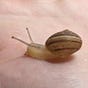 snail mommy's avatar