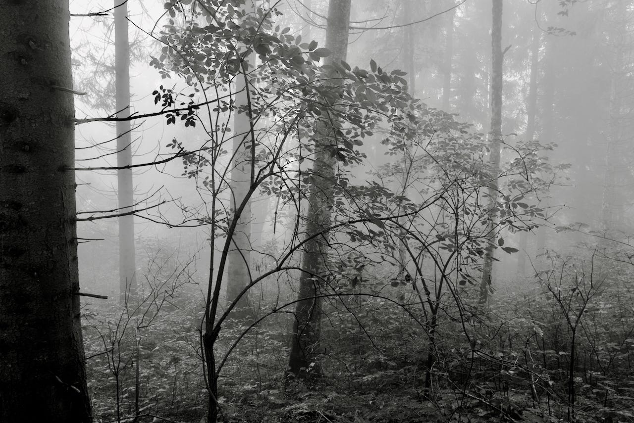 Natur – Sascha Büttner Fotografie
