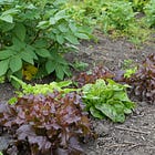 Gardening in July: enjoy midsummer