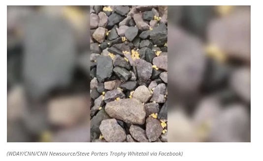 County Left Rattled After 100 Dead Deer Discovered Along Train Tracks ...