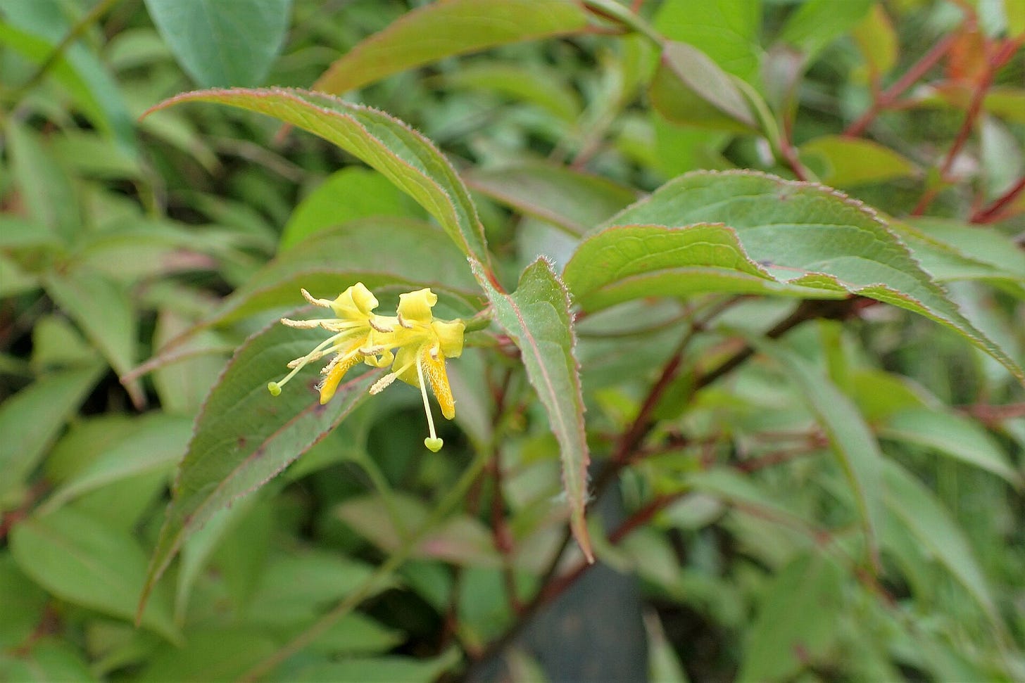Northern bush honeysuckle, Diervilla lonicera Northern bush honeysuckle, Diervilla lonicera