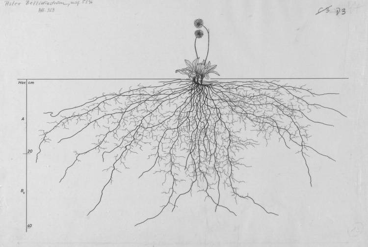 Aster root drawing Aster bellidiastrum, Lichtenegger, E. (1992), Wurzelatlas