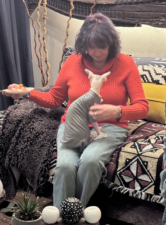 sphynx cat wearing pajamas sitting on woman's lap