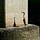 Observations Indicate