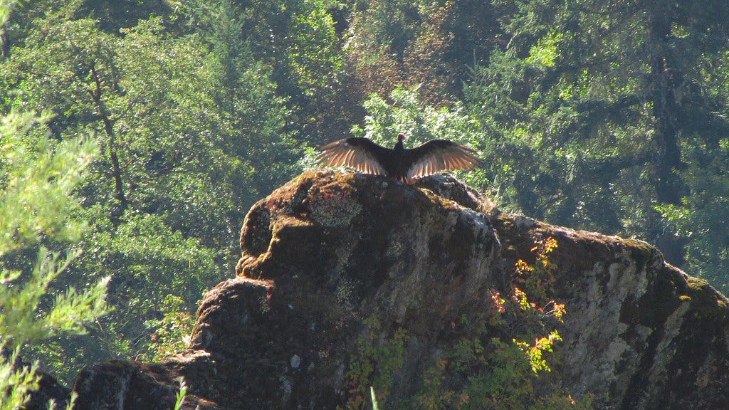 Rogue River Wildlife