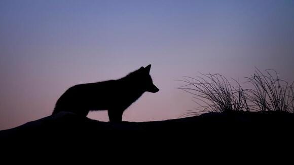 Has the legend of the Chupacabra been solved? (photo by Ray Hennessy on Unsplash) Has the legend of the Chupacabra been solved? (photo by Ray Hennessy on Unsplash)