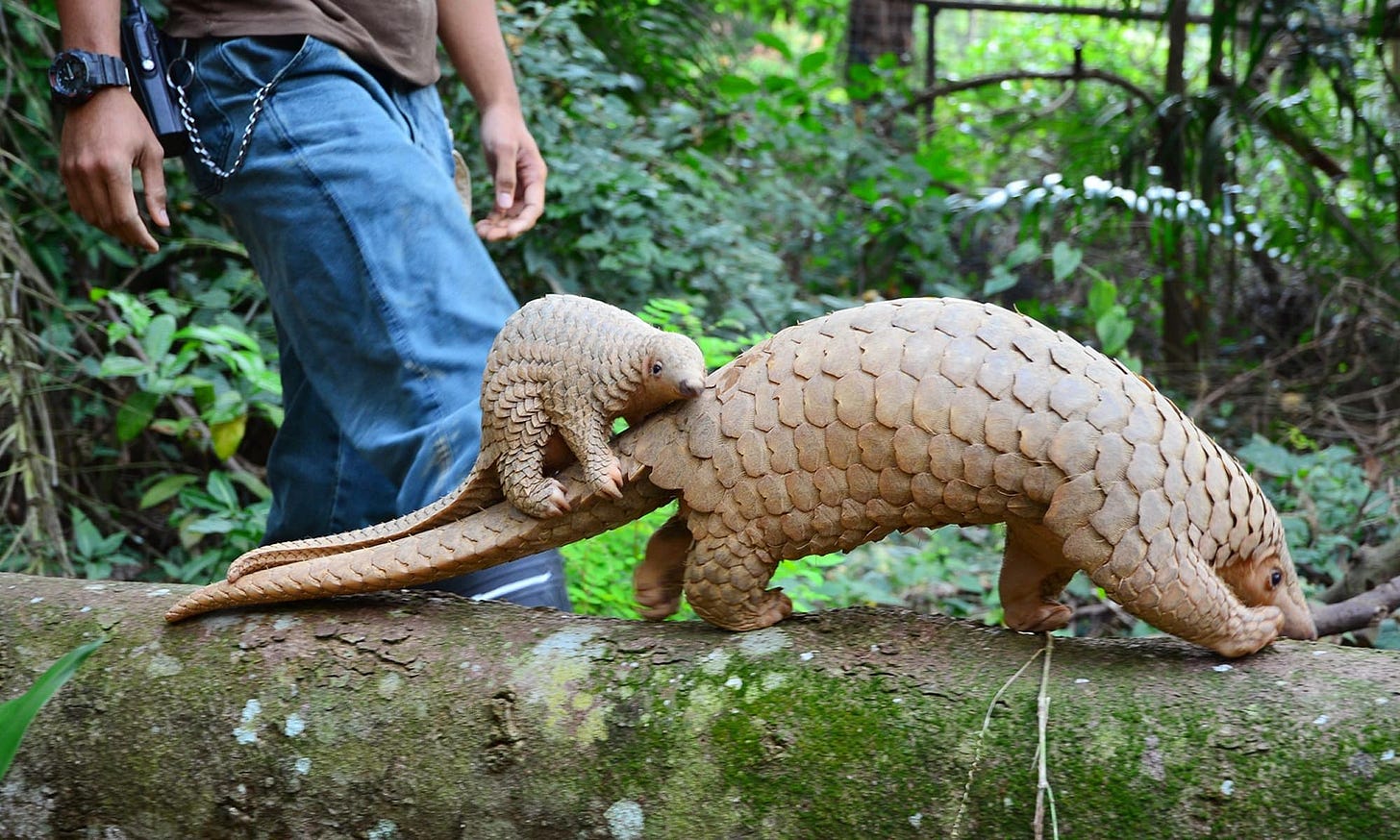 Pangopups: All About Baby Pangolins - Pangolin Crisis Fund