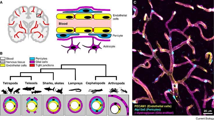 A diagram of a cell

AI-generated content may be incorrect.