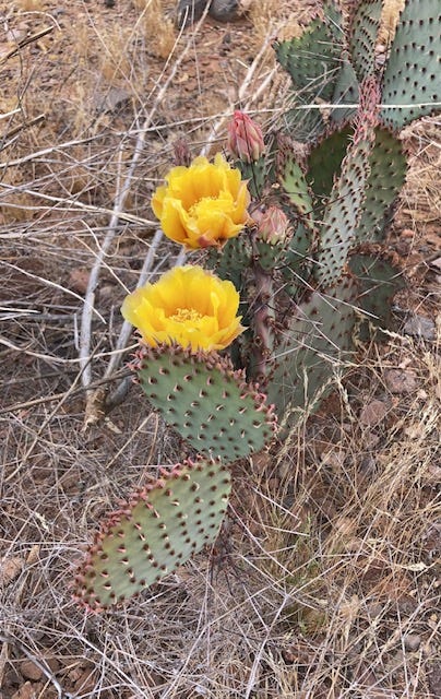 Opuncja, saguaro, kwitnacy saguaro, cholla, heloderma, kwiat saguaro, zbocze