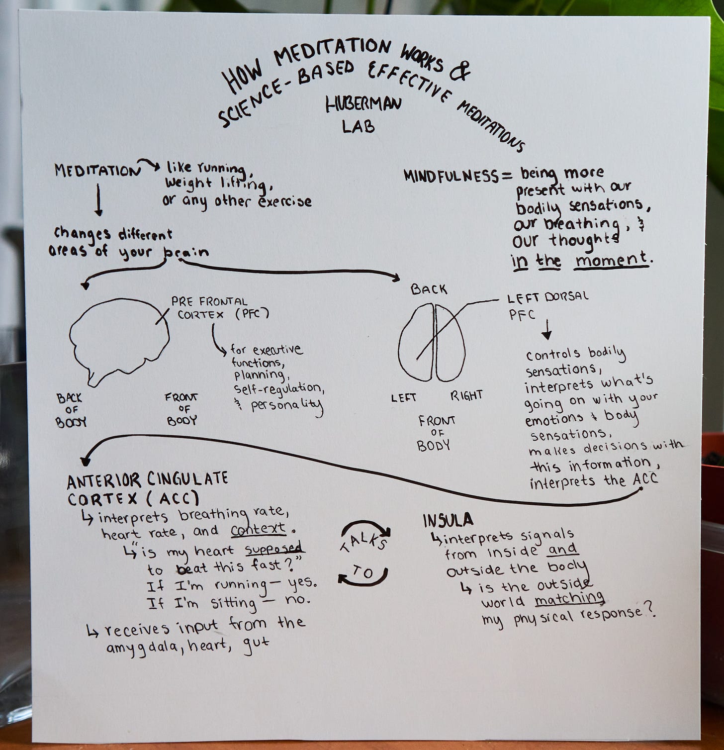 An infographic on meditation and the brain (the pre-frontal cortex, the anterior cingulate cortex and the insula) An infographic on meditation and the brain (the pre-frontal cortex, the anterior cingulate cortex and the insula)