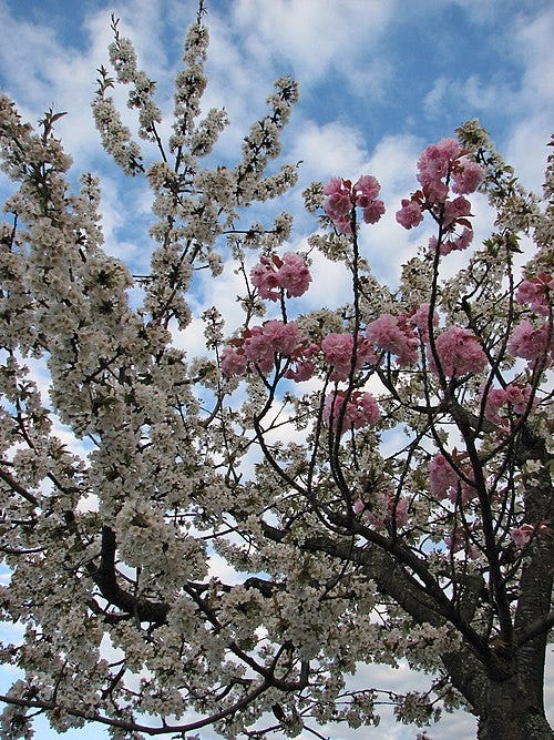 File:Grafted blossoming tree unidentified white pink.JPG