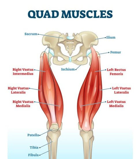 Quadriceps or Quad Muscle Anatomy and Injuries