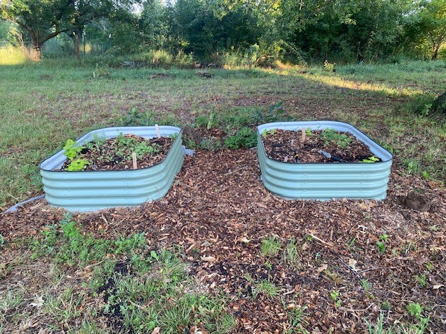 raised beds