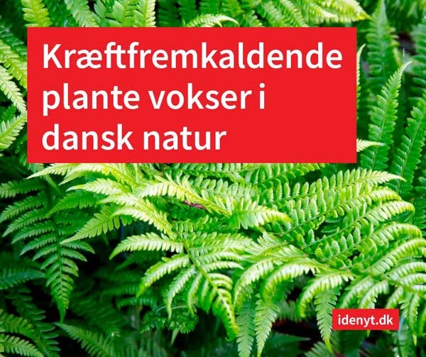 Ingen tilgængelig billedbeskrivelse.