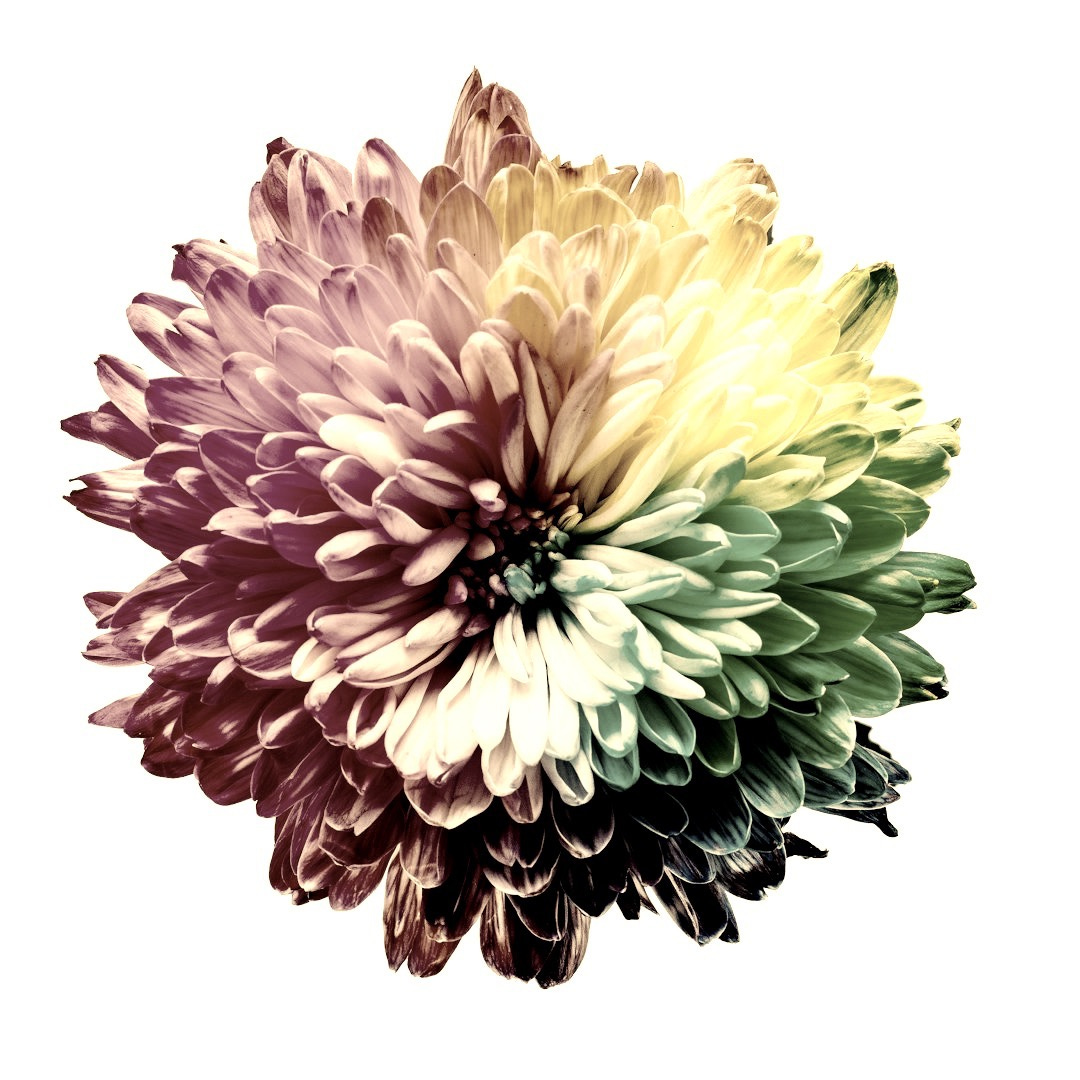 multicolored flower illustration multicolored flower illustration