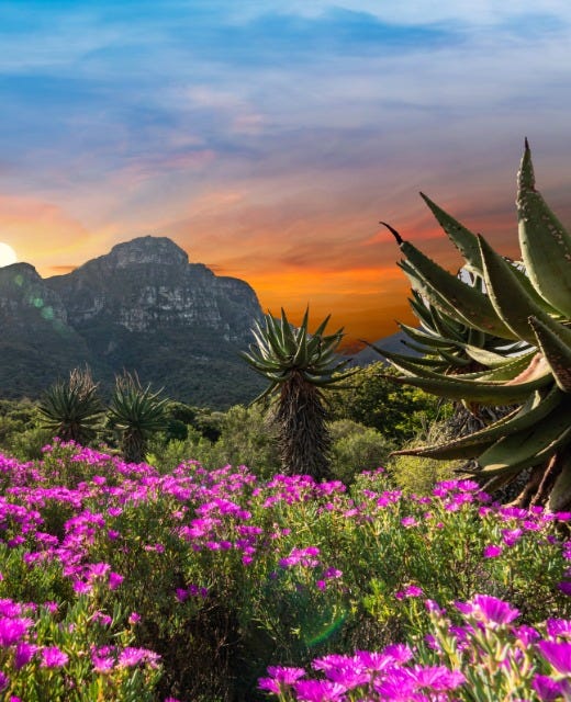 May be an image of agave, mountain and nature