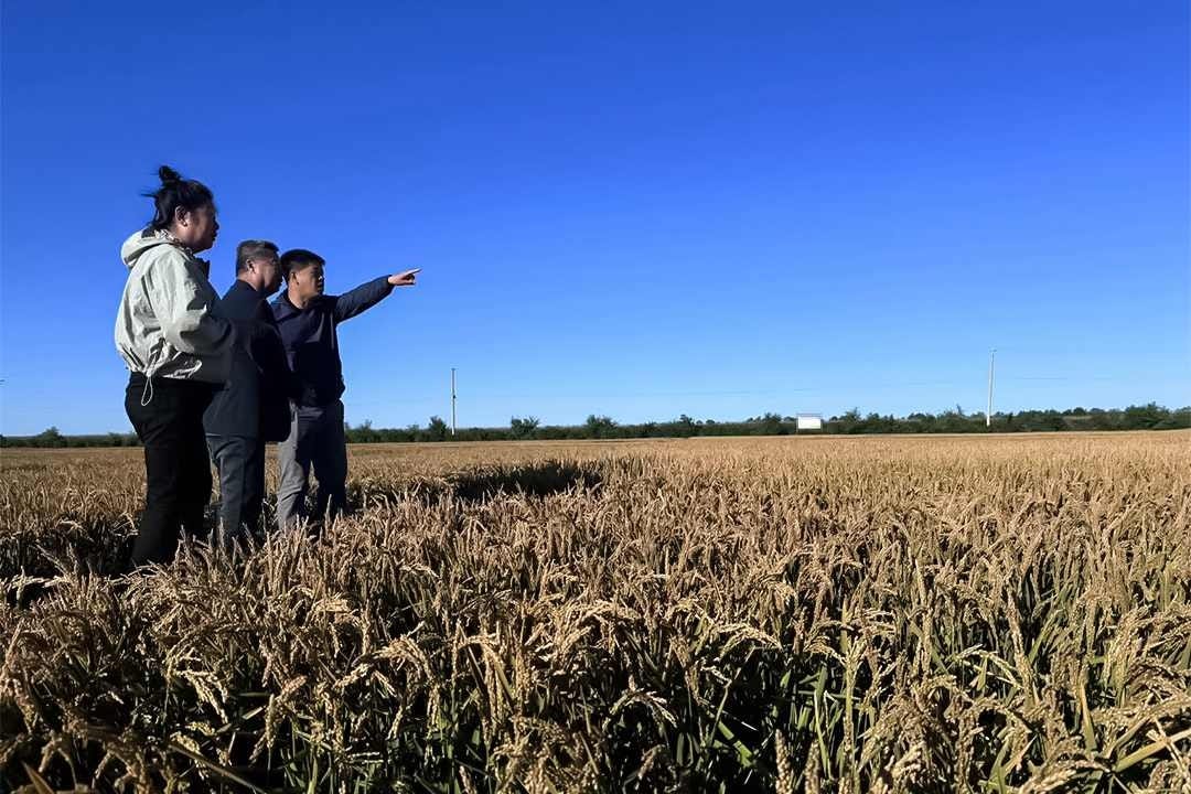 Shang Quanyu, director of the rice research division at the Heilongjiang Academy of Agricultural Sciences’ Heihe branch, tells visitors about the new varieties of rice being planted in experimental fields in a village in Heihe, Northeast China’s Heilongjiang province. Photo: Wang Shuo/Caixin