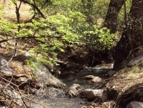 small creek going thru a canyon filled with trees