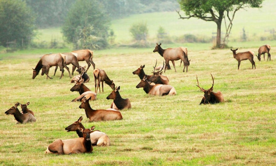 A major study released Wednesday now says elk – not bison - are the primary source of new brucellosis infections in Greater Yellowstone Area cattle.