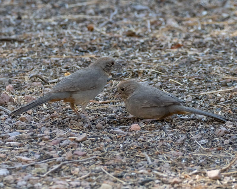 20250430-Chiricahuas-950-Edit.jpg 20250430-Chiricahuas-950-Edit.jpg