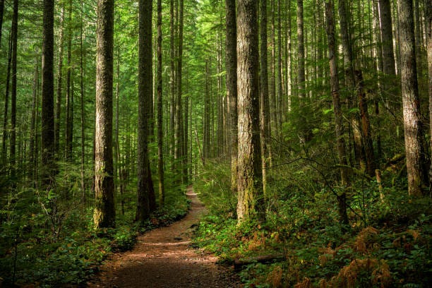 8,693,217 Forest Stock Photos, Pictures & Royalty-Free ...