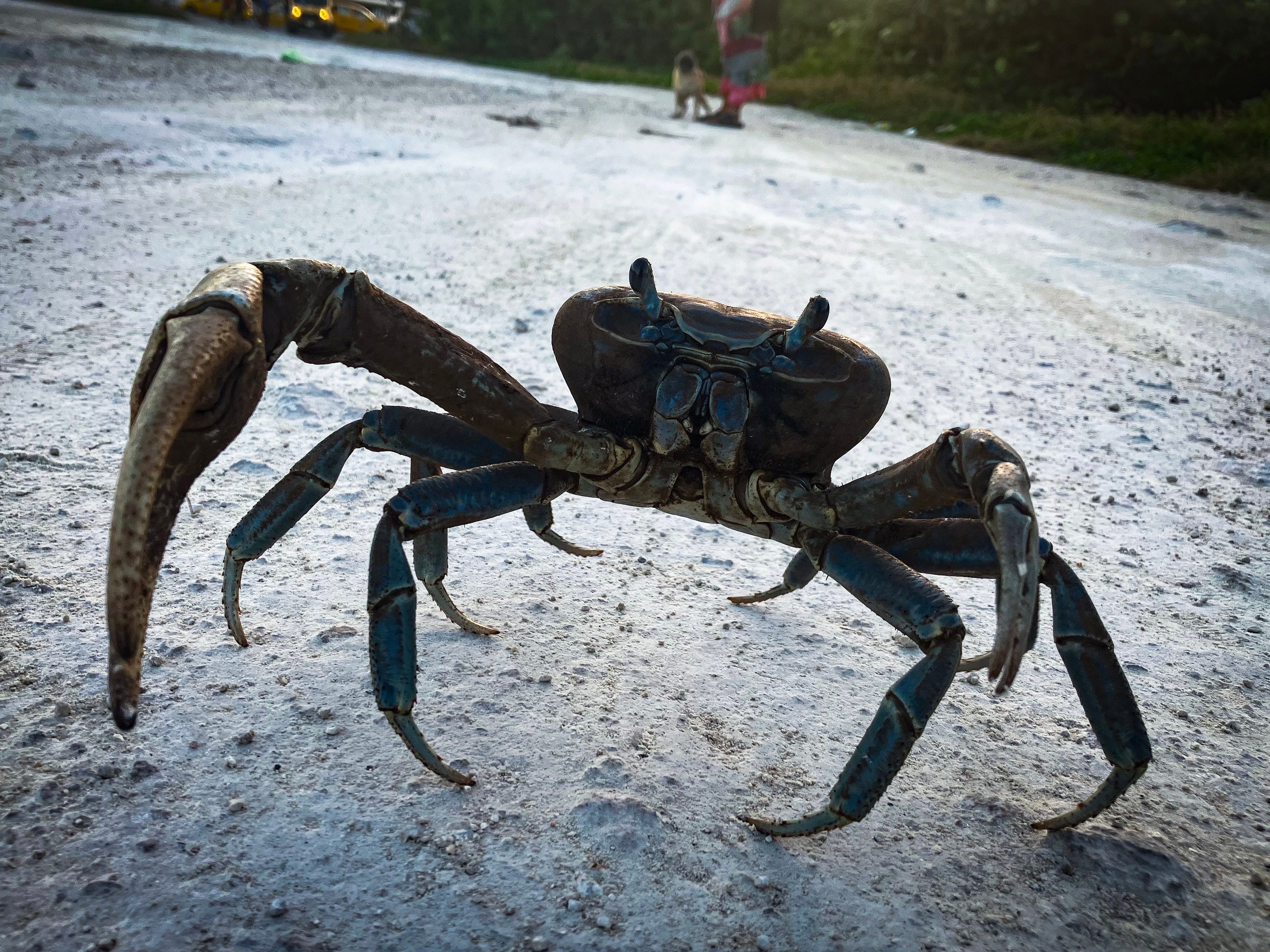 A blue crab I encountered in Mahahual. (Photo: Václav Lang)