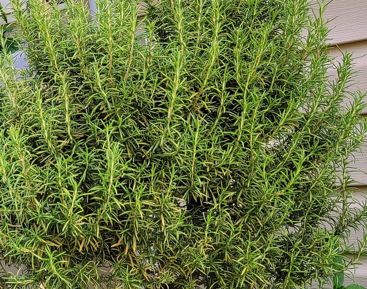 Rosemary plants in my garden