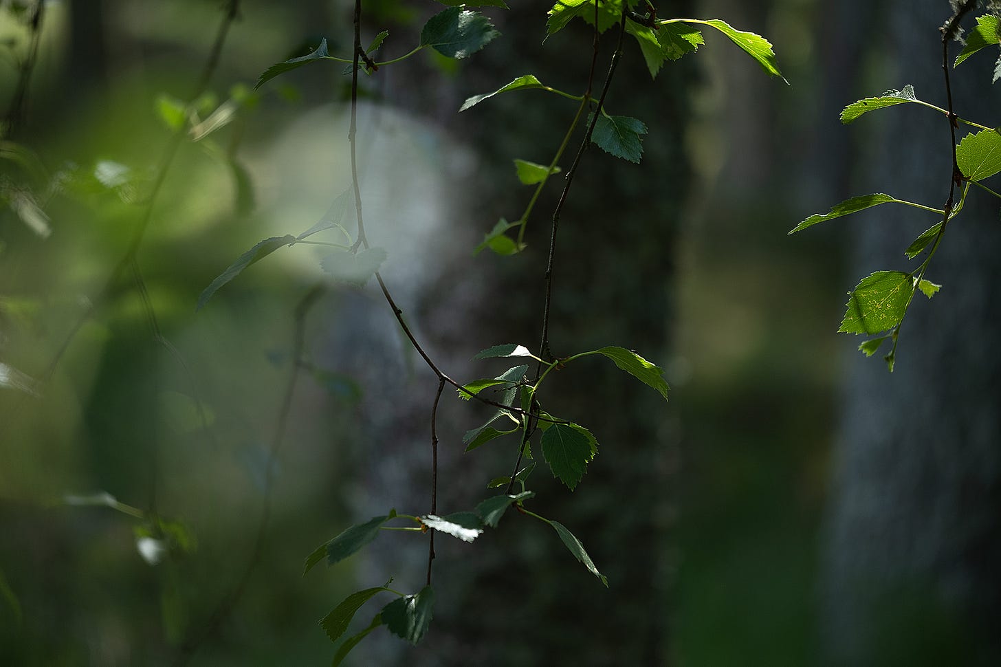 Peering through a fringe of green birch leaves and trailing stems, ghost lights seem to dance amongst a blur of stem and shadow