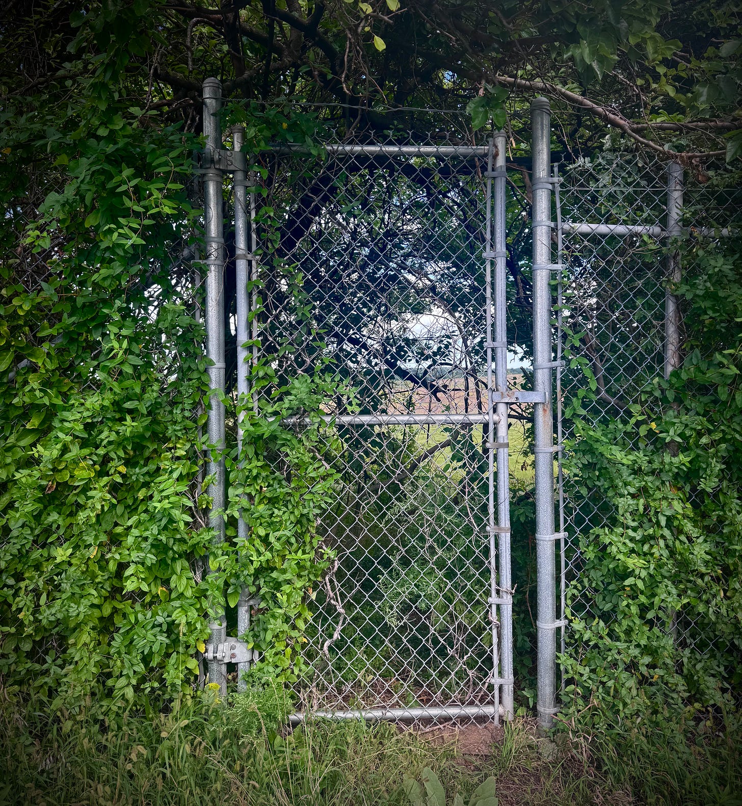 Park gate with foliage