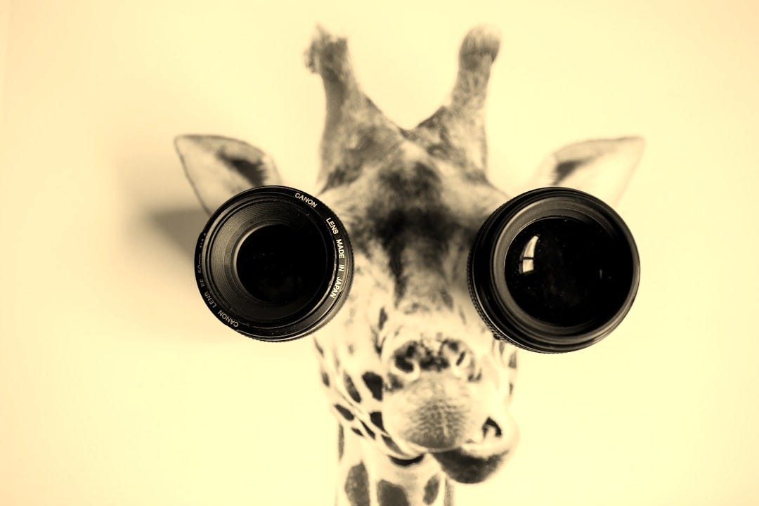 two black camera lenses on giraffe painting two black camera lenses on giraffe painting