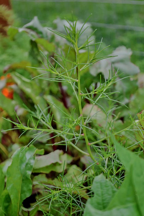 herb plants from Asia