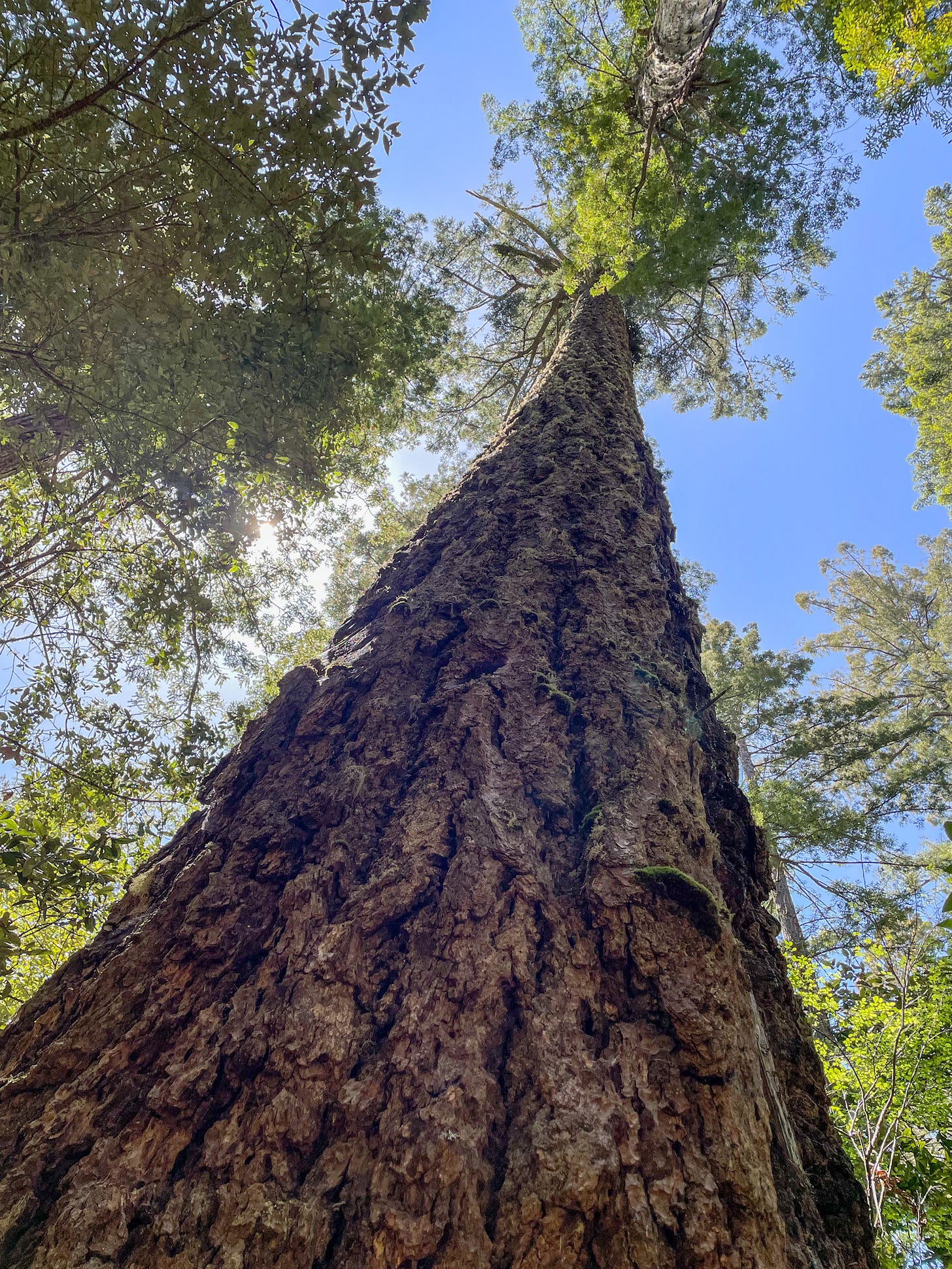 Looking up to its unbelievable height, it's hard to imagine how a redwood gets water from its roots to its top leaves Looking up to its unbelievable height, it's hard to imagine how a redwood gets water from its roots to its top leaves