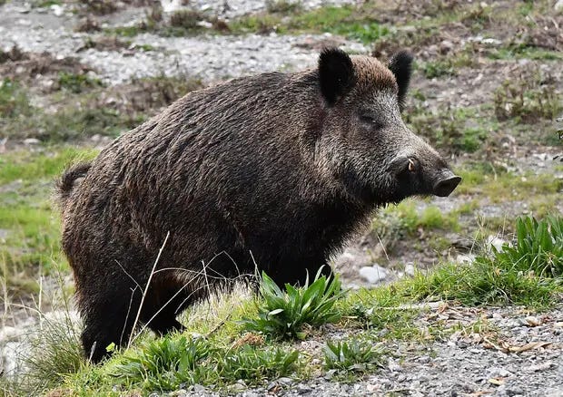 Wild boar emergency, killing off in La Maddalena