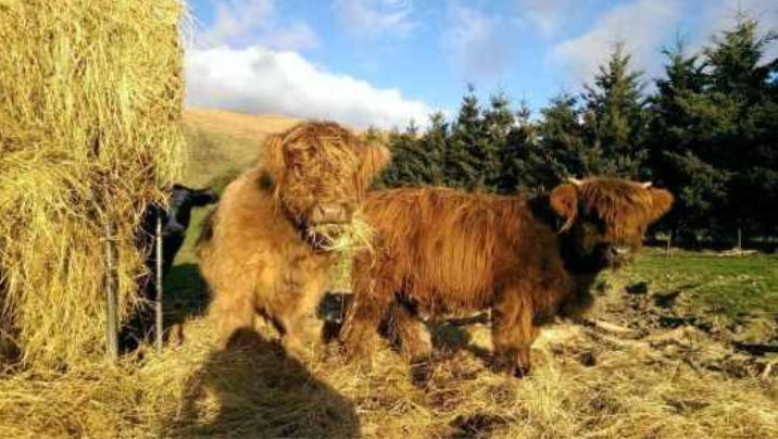2 shaggy highland cattle knee-deep in hay. 2 shaggy highland cattle knee-deep in hay.