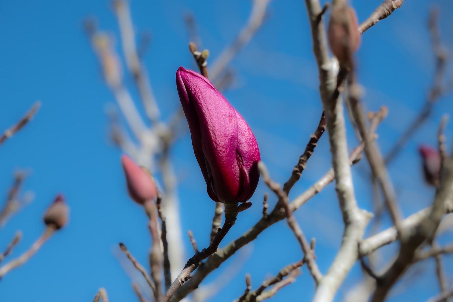 in the foreground a tight magenta bud of a flowering magnolia and in the background are other buds at varying stages against a bright blue sky