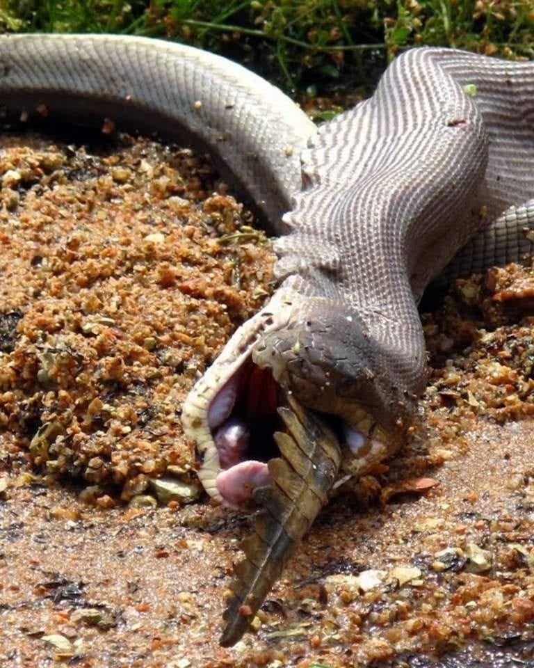 Massive python eats crocodile (13 pics) | Amazing Creatures
