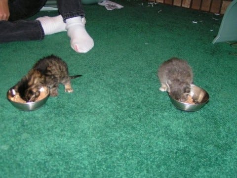 Chase Kali Eating Raising Young Kittens Chase Kali Eating Raising Young Kittens