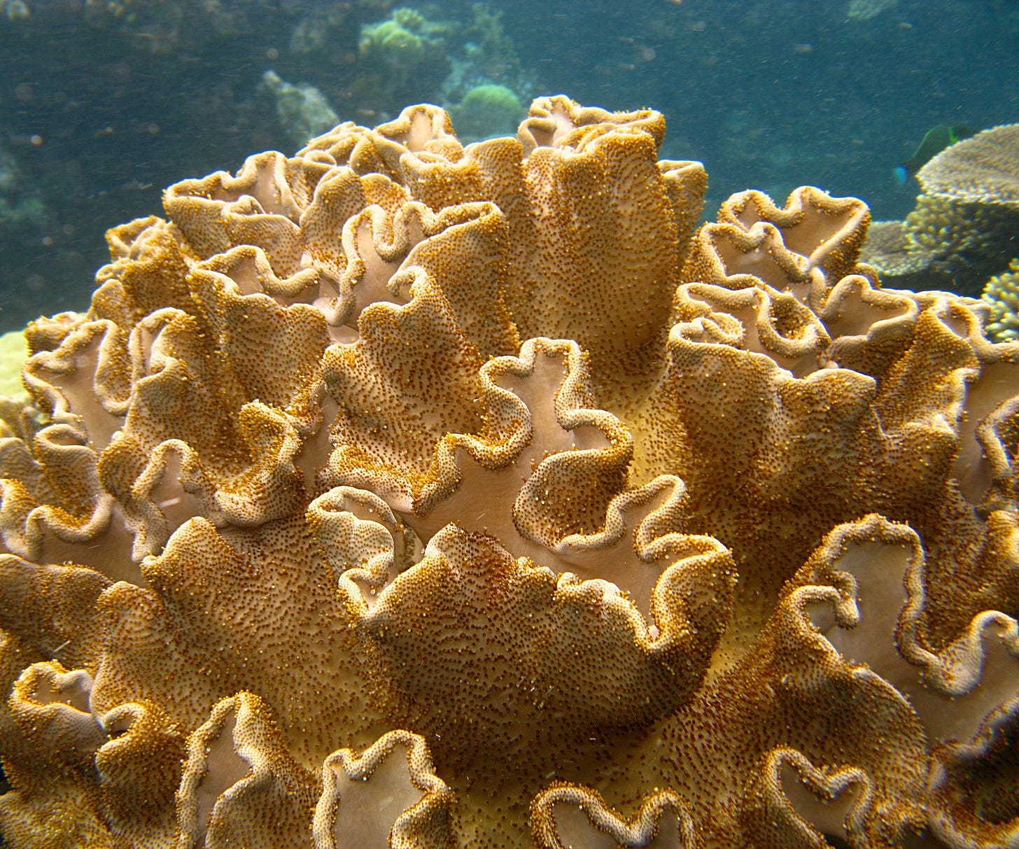 Coral Hyperbolic geometry | Geometry in Nature I Photography ... Coral Hyperbolic geometry | Geometry in Nature I Photography ...