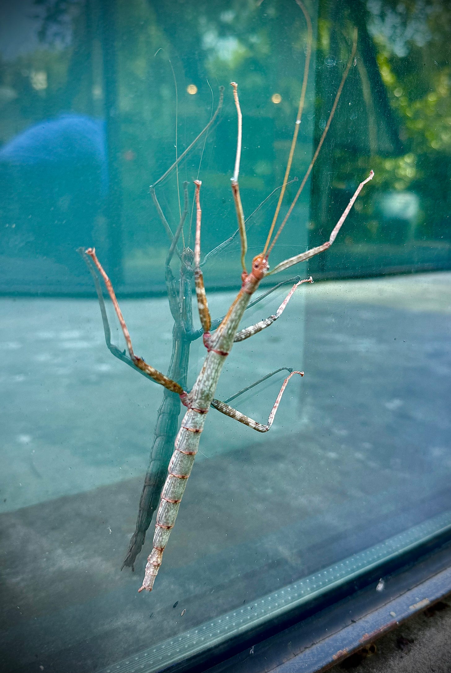 Giant walkingstick on glass Giant walkingstick on glass