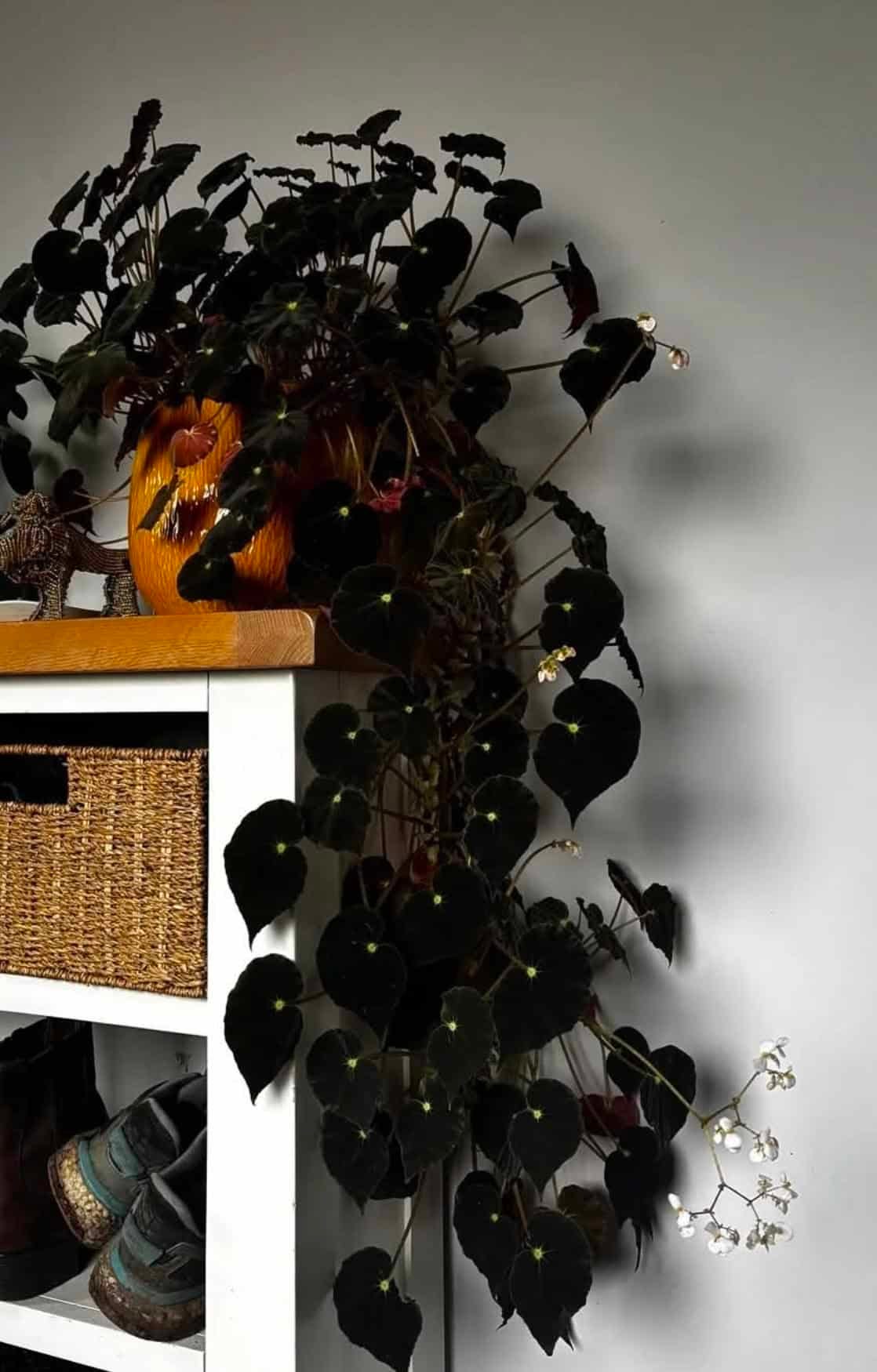 a close up of a large cascading indoor plant with dark leaves. a close up of a large cascading indoor plant with dark leaves.